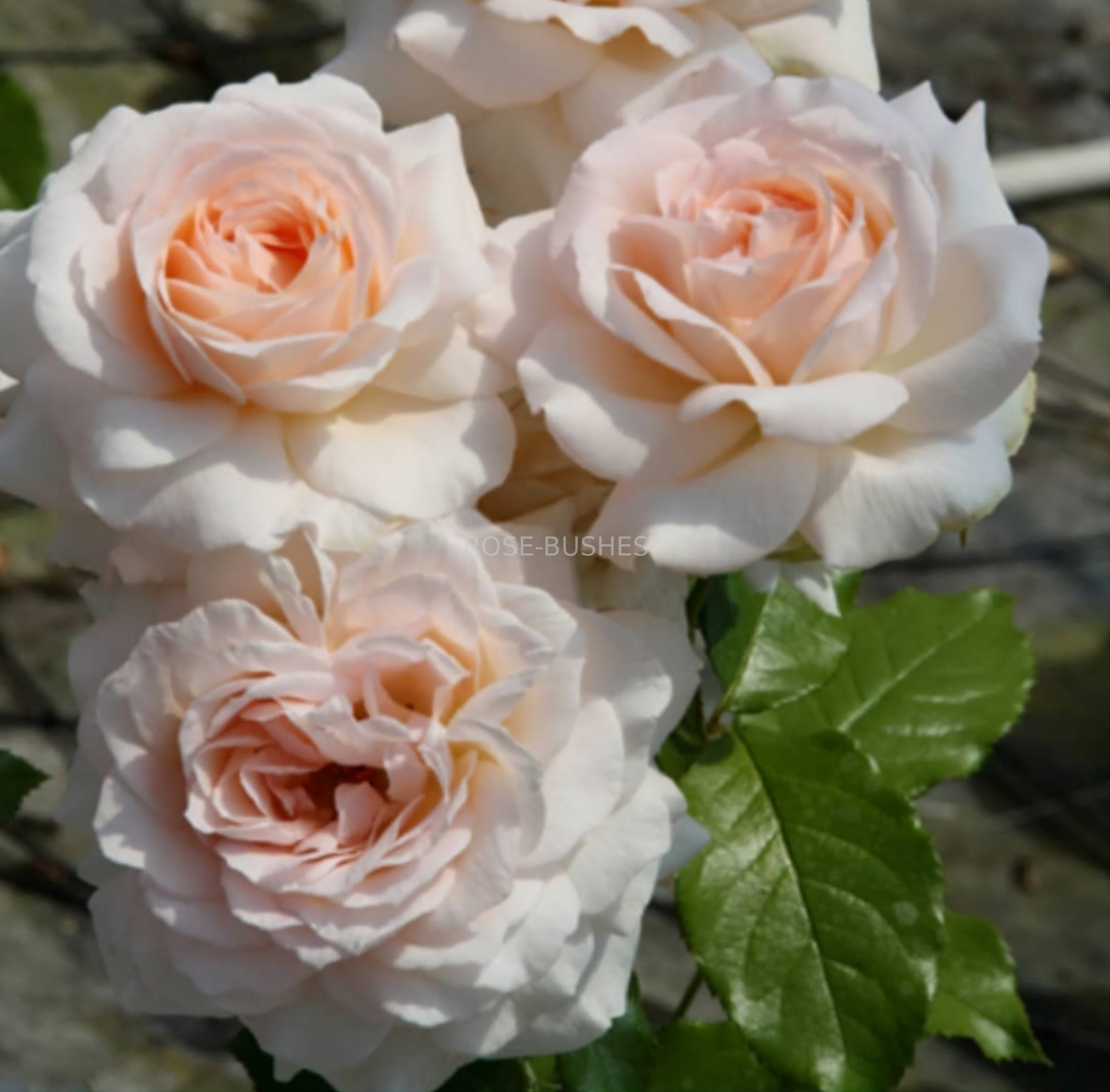 ������ �����. Chandos Beauty. (��)